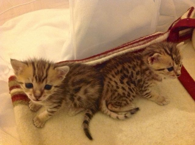 Bronze Egyptian Mau kittens