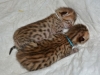 Bronze Egyptian Mau kittens