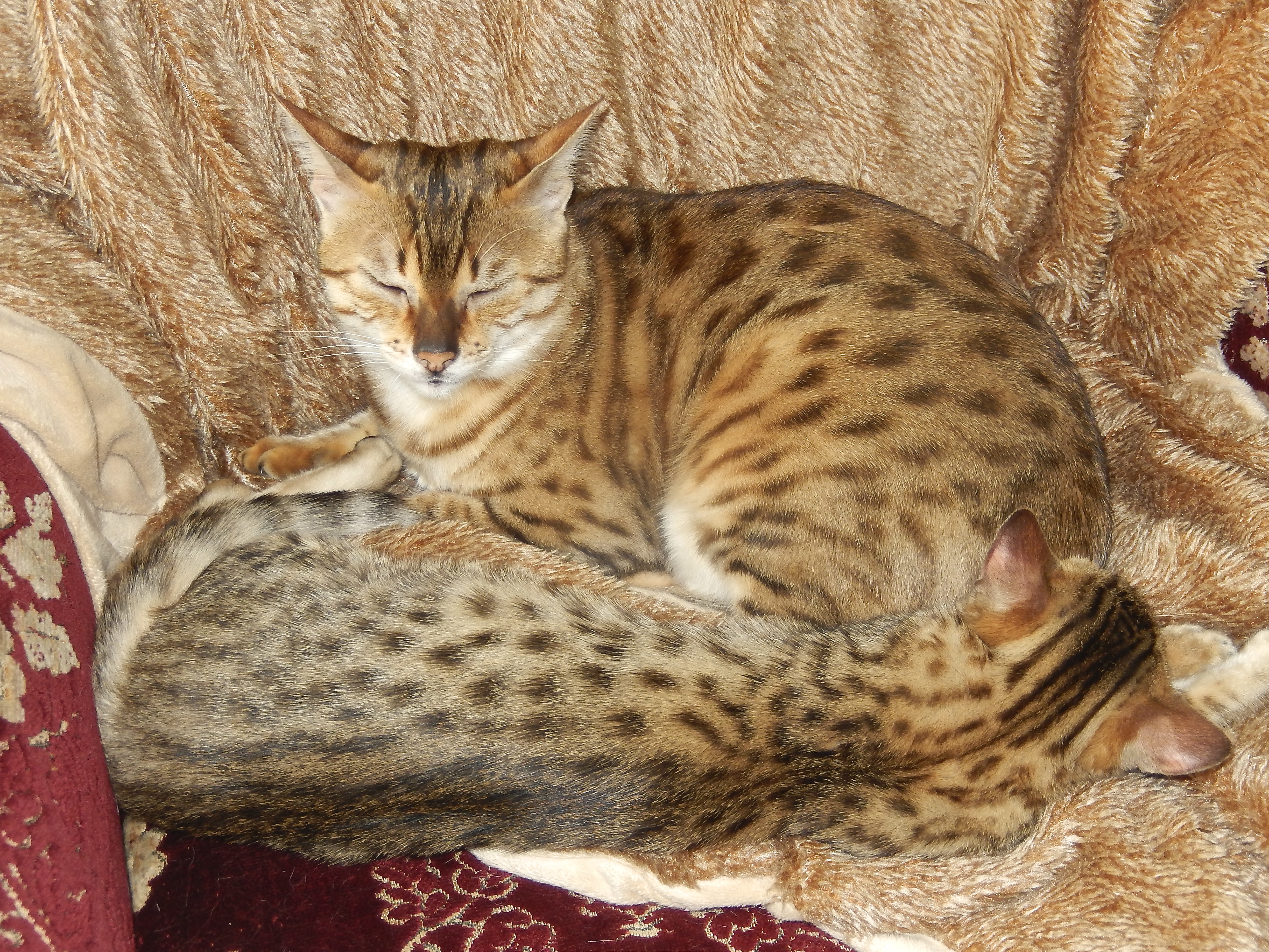 Egyptian mau bronze Male Kitten "Amiel-Goshen Jesse at Twilight"