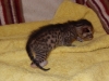 Egyptian mau bronze Male Kitten "Amiel-Goshen Jesse at Twilight" 4wk old