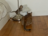 Egyptian mau bronze Male Kitten "Amiel-Goshen Jesse at Twilight" 8,9 wks old