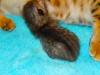 Egyptian mau bronze Male Kitten "Amiel-Goshen Jesse at Twilight" 2wks old