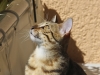 Egyptian mau bronze Male Kitten "Amiel-Goshen Jesse at Twilight" 2wk old