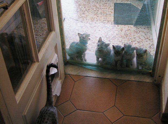Eli-Ora\'s Kittens on the 20th.06.2011