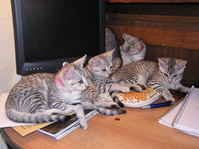 Eli-Ora\'s Kittens on the 20.06.2011