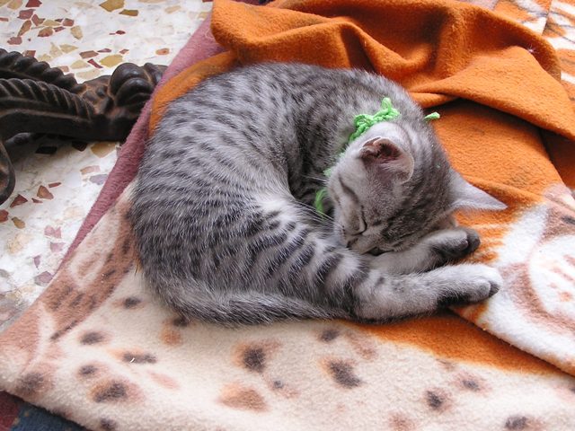 Egyptian Mau kittens 01.06.2011