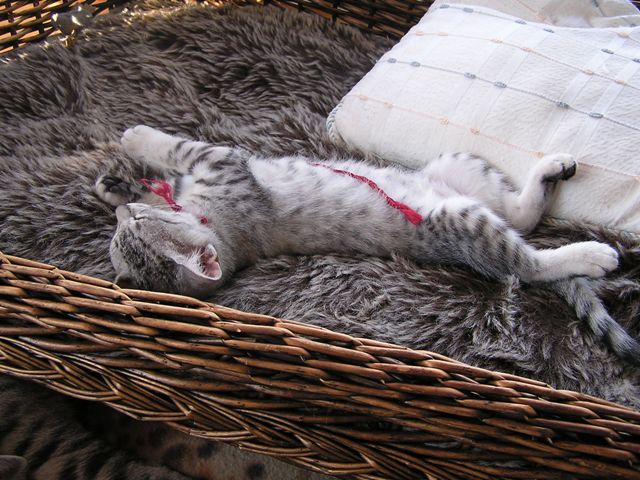 Eli-Ora\'s Kittens on the 18.06.2011