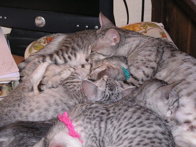 Eli-Ora\'s Kittens on the 20th.06.2011