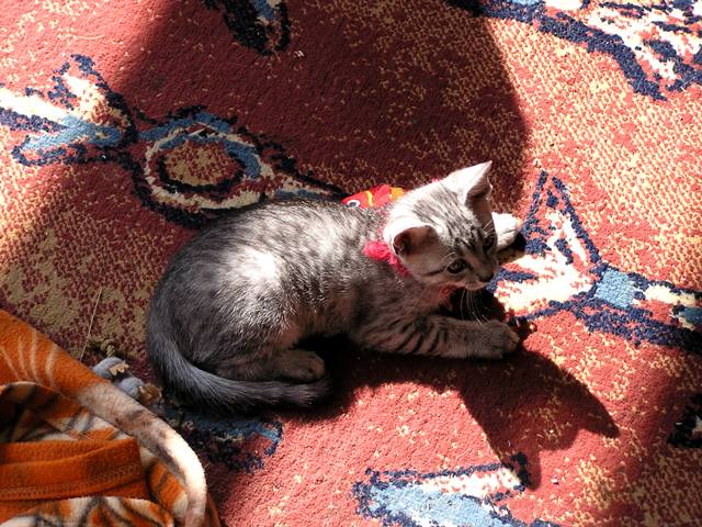 Egyptian Mau kittens 05.06.2011