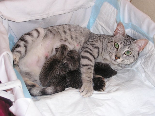 Kittens-Portee, Eli-Ora of Amiel-Goshen 07.04.2011