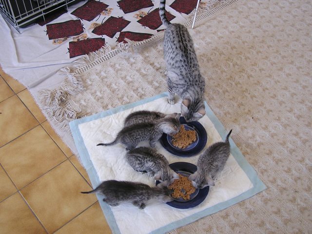 Eli-Ora\'s kittens at 1 month 06.05.2011