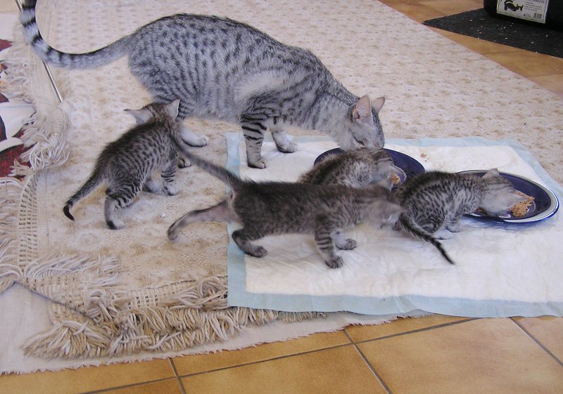 Eli-Ora\'s kittens at 1 month 06.05.2011