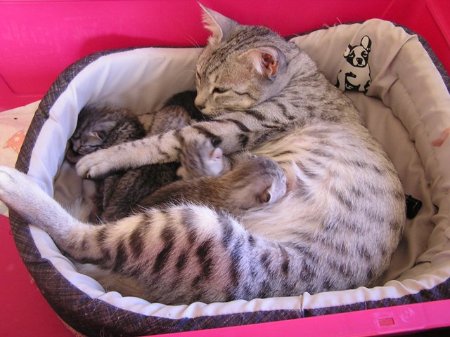 Eli-Ora & her babies on 09.04.2011