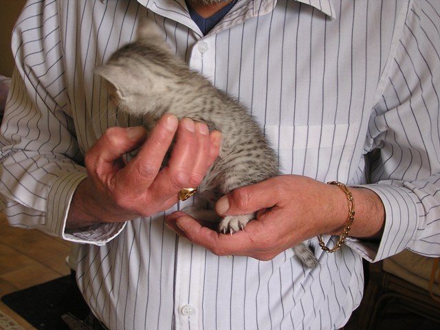 chatons Mau Egyptien Silver à un peu plus d\'un mois