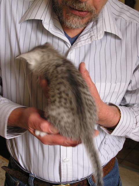 chatons Mau Egyptien Silver à un peu plus d'un mois