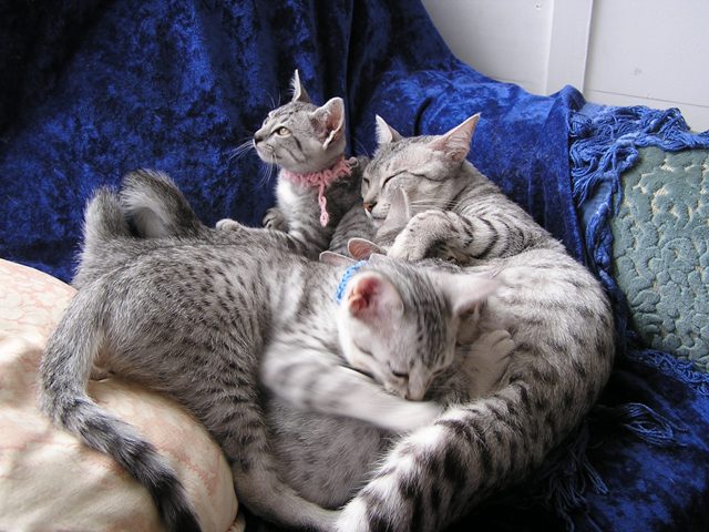 Eli-Ora\'s Kittens on the 18.06.2011