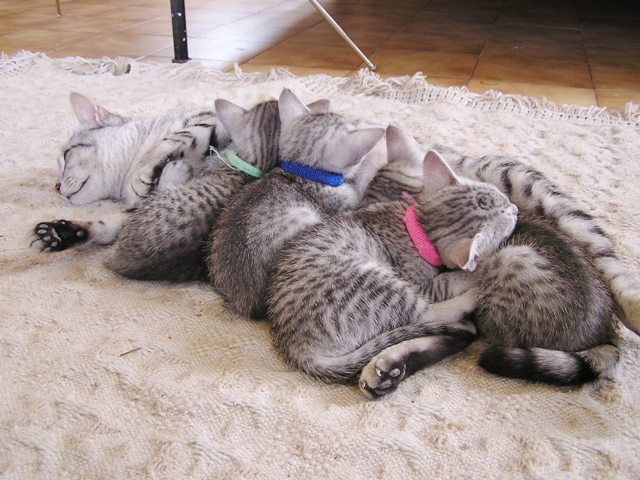 Eli-Ora of Amiel-Goshen & her kittens