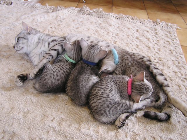 Eli-Ora of Amiel-Goshen & her kittens