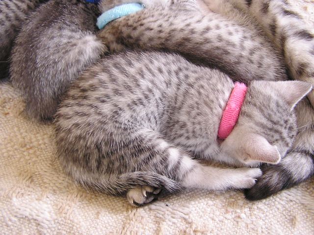 Egyptian Mau Female Kitten