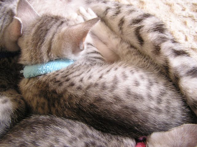 Egyptian Mau Male Kitten