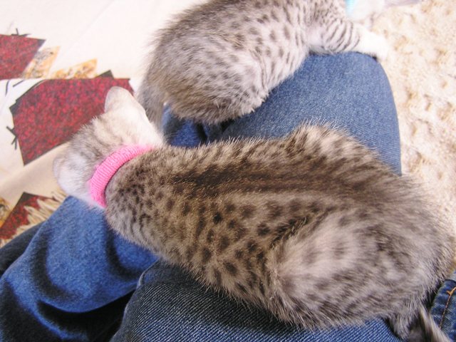 EGyptian Mau Female Kitten