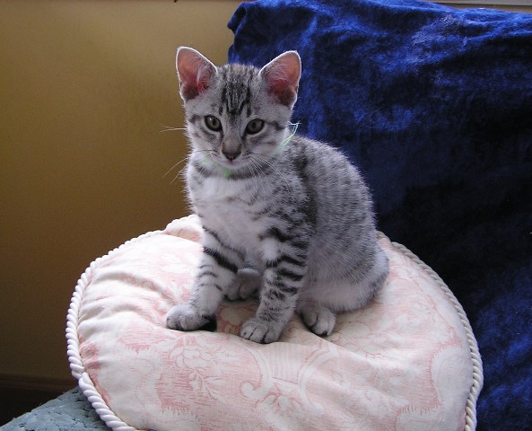 Eli-Ora's Kittens on the 18.06.2011