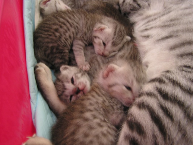 Eli-Ora & Babies on the 18.04.2011