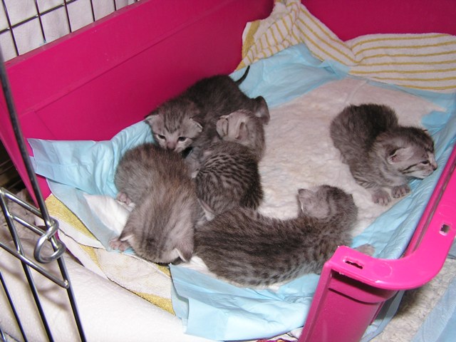 Eli-Ora & her babies on 20.04.11