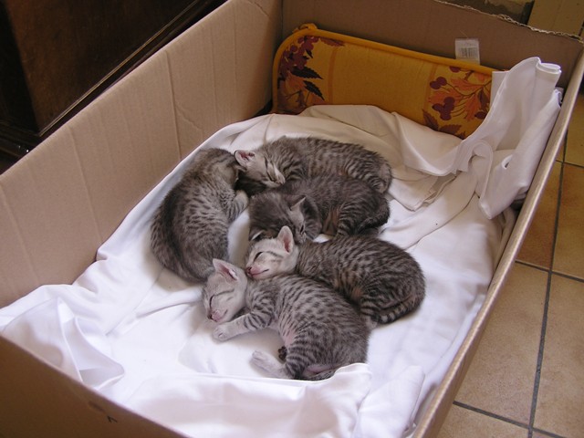 the 5 kittens of Eli-Ora of Amiel Goshen 25.04.2011