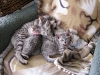 Egyptian Mau kittens 01.06.2011