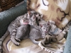Eli-Ora\'s kittens 02.06.2011