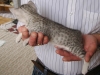 Egyptian Mau Kitten silver at 1 month +
