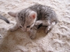 Egyptian Mau Kitten silver at 1 month +