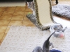 Egyptian Mau Silver kitten at 5 weeks