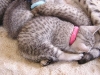 Egyptian Mau Female Kitten