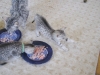 Egyptian Mau Silver kitten at 5 weeks