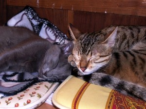  Faithful and Florina of Amiel-Goshen (Egyptian Mau and Nebelung)