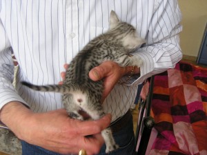 Egyptian Mau Silver at 1 month+