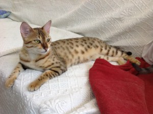 Egyptian Mau bronze female entire