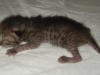 Egyptian mau bronze Male Kitten "Amiel-Goshen Jesse at Twilight" 1wk old