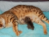 Egyptian mau bronze Male Kitten "Amiel-Goshen Jesse at Twilight" 2wks  old
