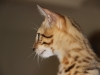Egyptian mau bronze Male Kitten "Amiel-Goshen Jesse at Twilight"