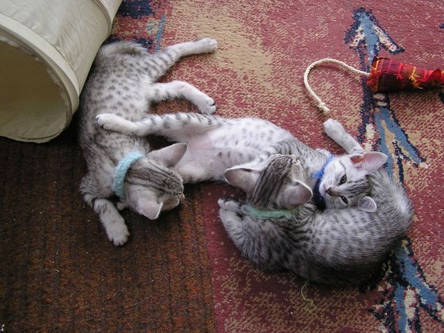 Egyptian Mau kittens 05.06.2011