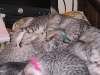 Eli-Ora\'s Kittens on the 20.06.2011