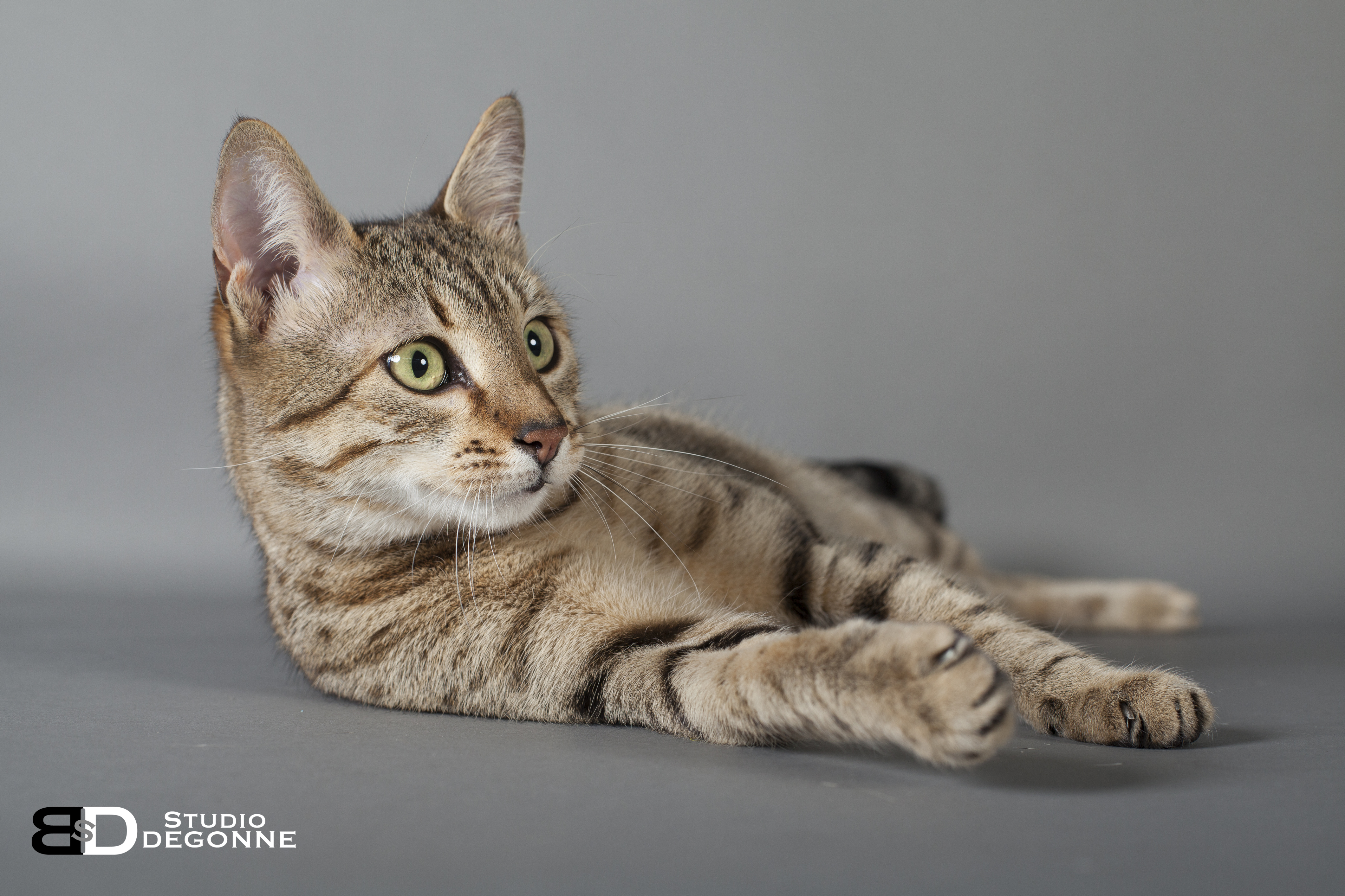 Фото кошек мау. Египетская МАУ. Египетская МАУ кошка. Порода кошек Египетская МАУ. Египетская МАУ котята.